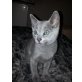 Anuschka, Russisch Blau - Katze