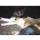 Any, Glückskätzchen - Katze