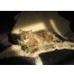 Any, Perser-Norweger - Katze