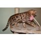 Apache, Bengalkatze - Kater