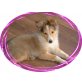 Apanatschi, Sheltie - Hündin
