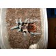 Aphonopelma bicoloratum
