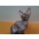 Aphro, Sphynx - Katze