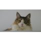 Aphrodite, eine verschmuste Plaudertante, Norwegische Waldkatze - Katze