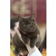 Apis,Angus, Britisch Kurzhaarkatze - Kater