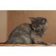 Apis,Ares, Angus, Britisch Kurzhaarkatze - Kater