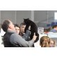 Apis, Britisch Kurzhaarkatze - Kater