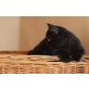 Apis, Britisch Kurzhaarkatze - Kater