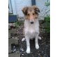 Apollo & Amy-Blue, Collie Welpen - Hündin