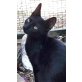 Apollo, Mischling - Kater