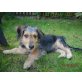 Apollo, Mix Welpen - Rüde