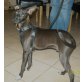 Apollo, Pinscher - Rüde