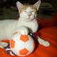 Apolo, Europäische Kurzhaarkatze - Kater