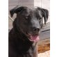 Apolo, Labrador Mix in XL sucht Zuhause - Rüde