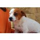 Apolo, superlieber Familienhund - Rüde