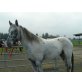 Appaloosa - Stute