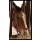 Appaloosa - Wallach