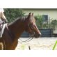 Appaloosa - Wallach