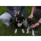 Appenzeller-Labrador Welpen - Hündin
