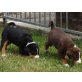 Appenzeller Sennenhund - Hündin