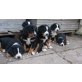 Appenzeller Sennenhund - Hündin