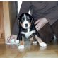 Appenzeller Sennenhund - Hündin