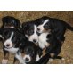 Appenzeller Sennenhund - Rüde