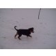 Appenzeller Sennenhund - Rüde