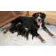 Appenzeller Sennenhund Welpen - Hündin