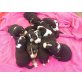 Appenzeller Sennenhund Welpen - Hündin