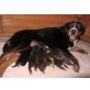 Appenzeller Sennenhund Welpen - Hündin
