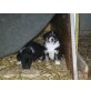 Appenzeller Sennenhund Welpen - Hündin
