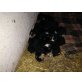Appenzeller Sennenhund Welpen - Hündin