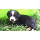 Appenzeller Sennenhund Welpen - Hündin