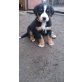 Appenzeller Sennenhund Welpen - Hündin