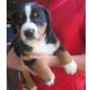 Appenzeller Sennenhund Welpen - Hündin