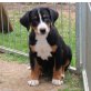 Appenzeller Sennenhund Welpen - Hündin