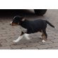 Appenzeller Sennenhund Welpen - Rüde