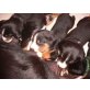Appenzeller Sennenhund Welpen - Rüde