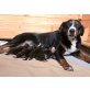 Appenzeller Sennenhund Welpen - Rüde