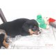 Appenzeller Sennenhund Welpen - Rüde