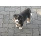 Appenzeller Sennenhund Welpen - Rüde
