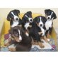 Appenzeller Sennenhund Welpen - Rüde