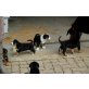 Appenzeller Sennenhund Welpen - Rüde
