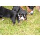 Appenzeller Sennenhund Welpen - Rüde