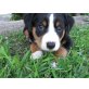 Appenzeller Sennenhund Welpen - Rüde