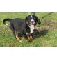 Appenzeller Sennenhund Welpen - Rüde