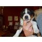 Appenzeller Sennenhund Welpen - Rüde