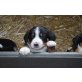 Appenzeller Sennenhund Welpen - Rüde