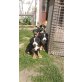 Appenzeller Sennenhund Welpen - Rüde